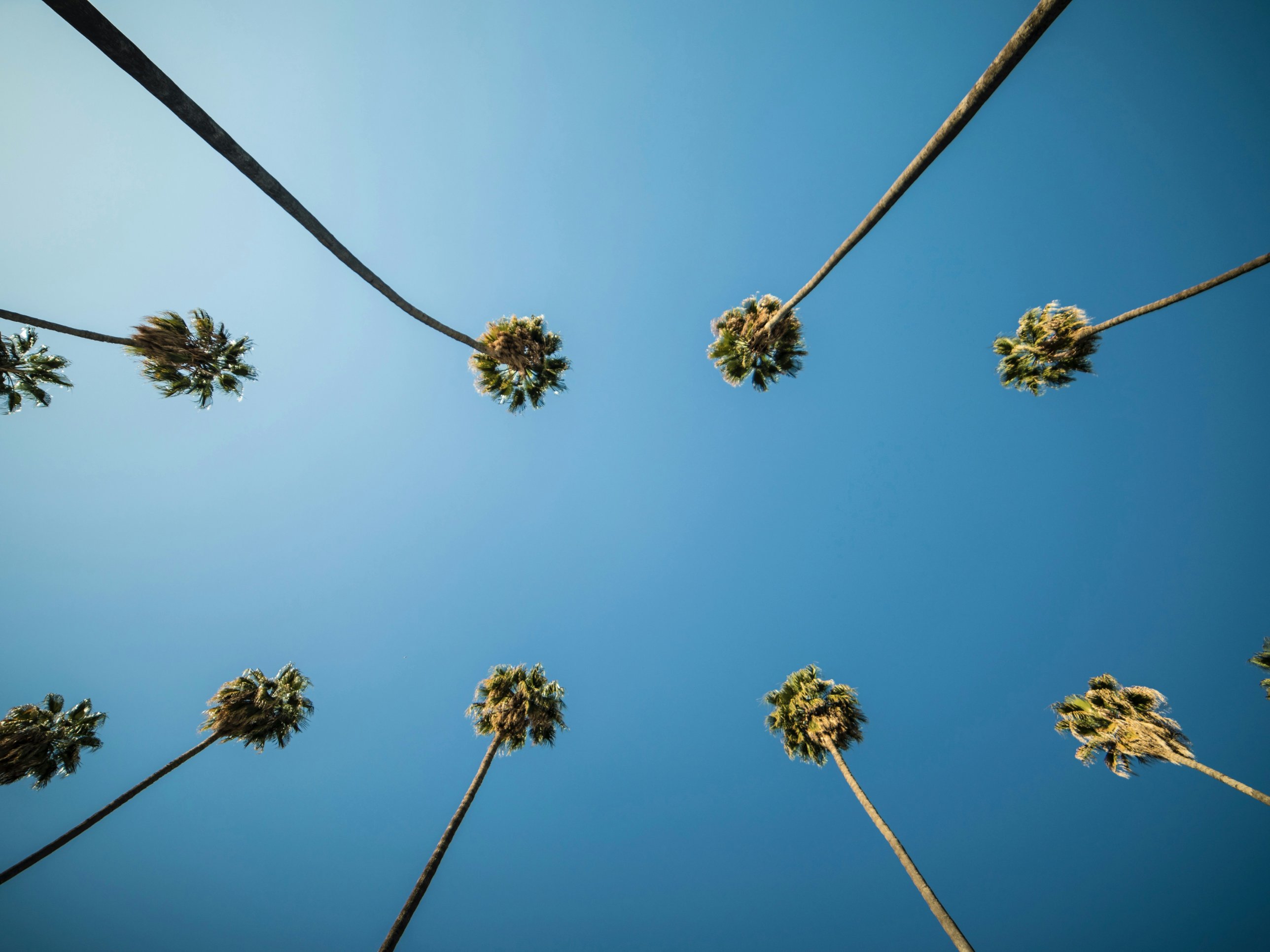 Tall palms seen from below against a clear blue sky